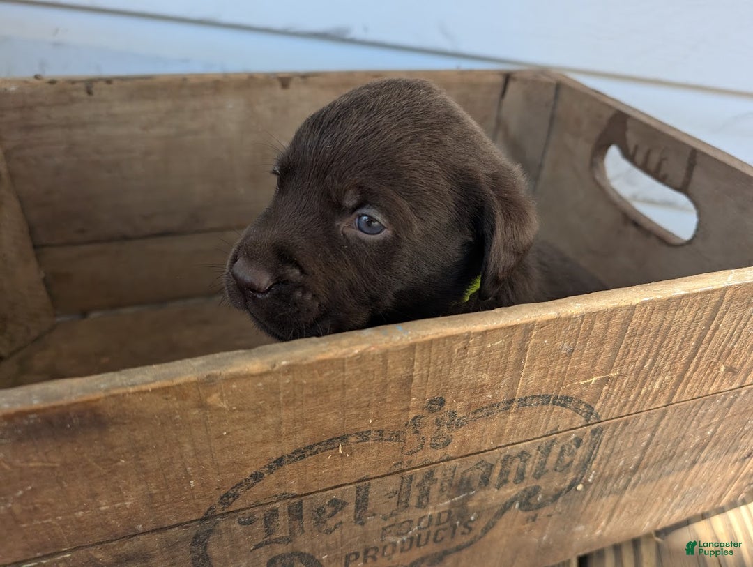 Labrador Retriever dogs for sale: Moose - Ad 3