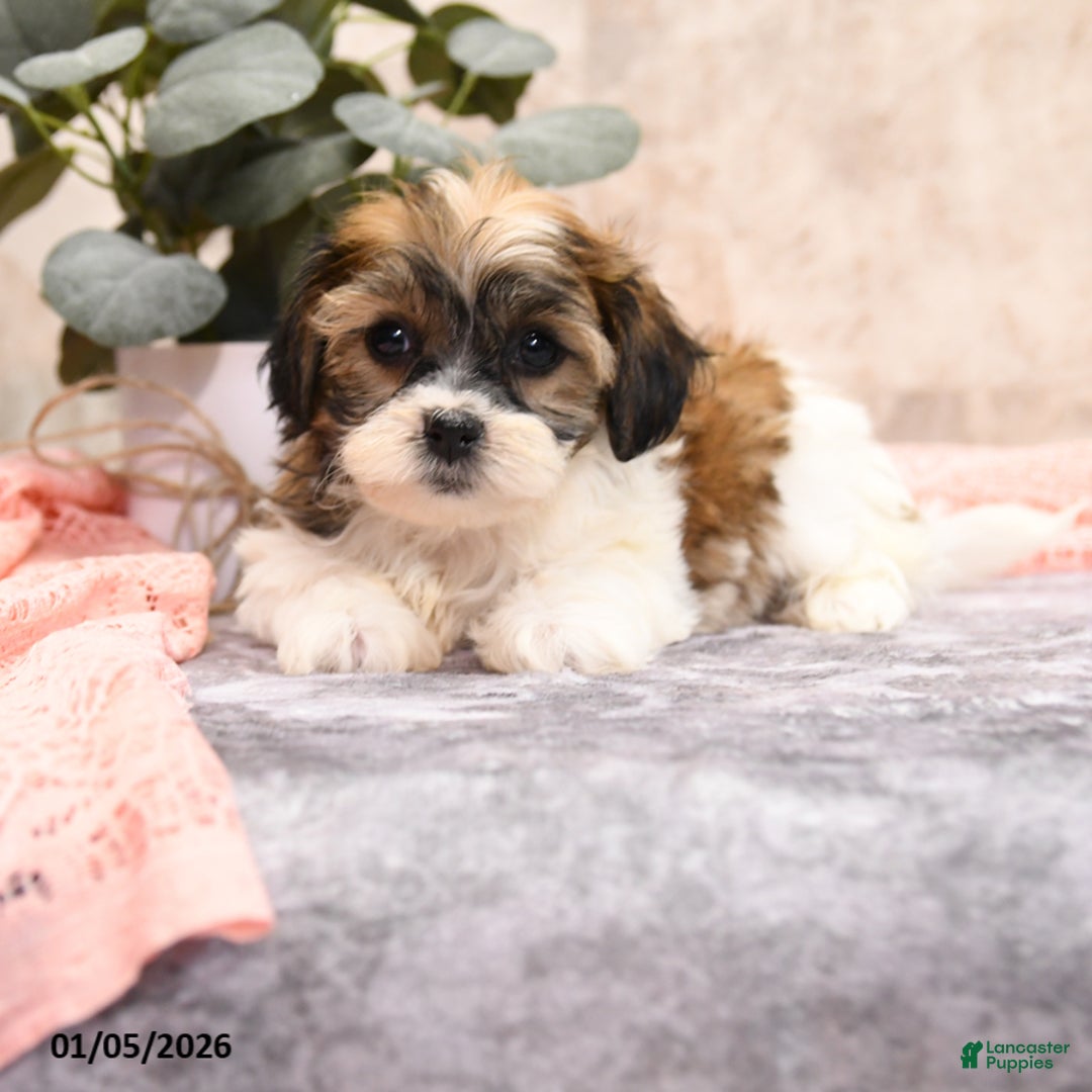 Teddy Bear dogs for sale: Miley - Ad 3