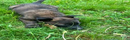 Belgian Malinois dogs for sale: Benjamin - Ad 3