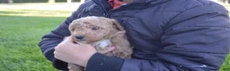 Mini Goldendoodle dogs for sale: Moose  - Ad 3