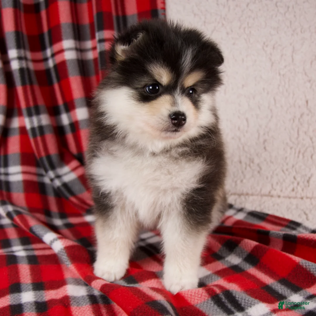 Pomsky dogs for sale: Jasper - Ad 3