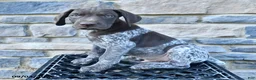 German Shorthaired Pointer dogs for sale: Jackson - Ad 3
