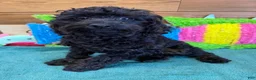 Cockapoo dogs for sale: Rocky - Ad 3