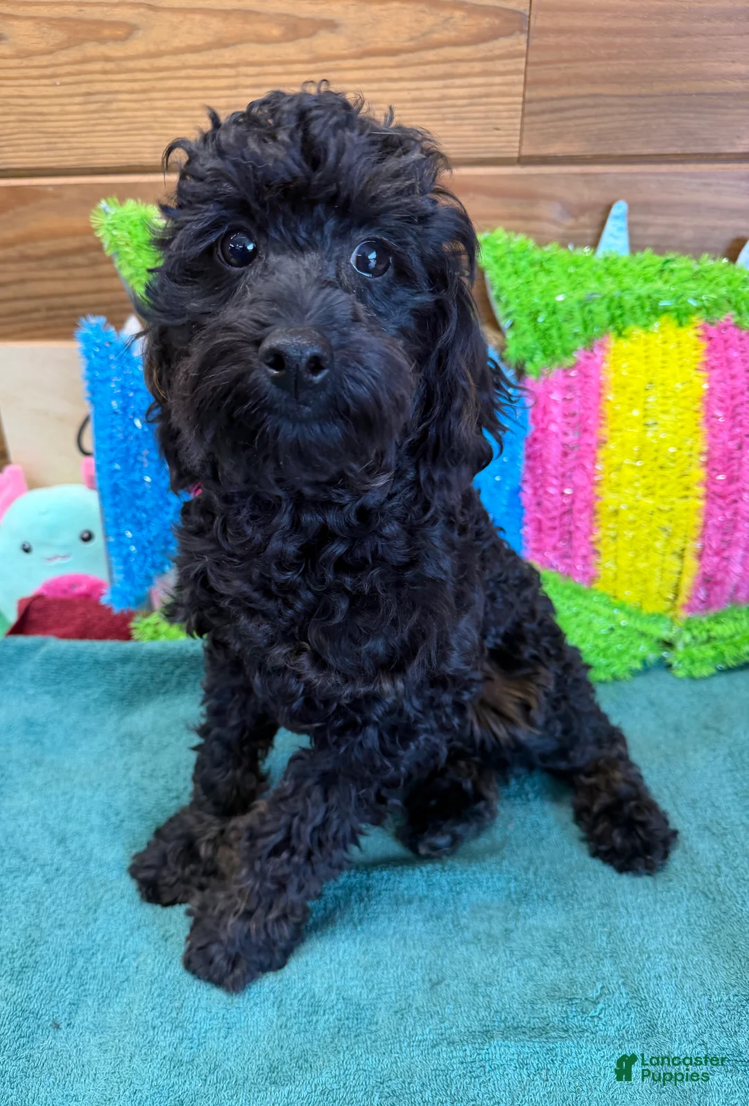 Cockapoo dogs for sale: Rocky - Ad 3