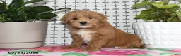 Goldendoodle dogs for sale: Ronald - Ad 1