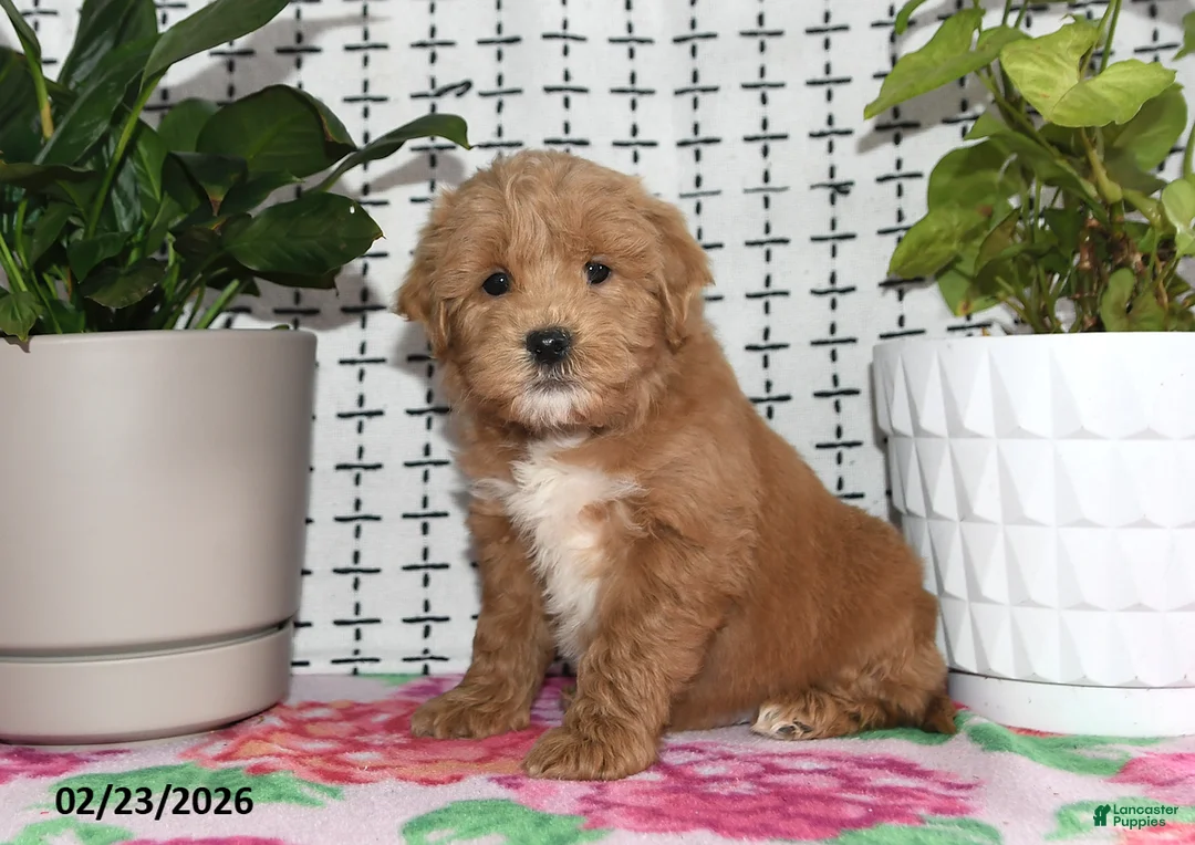 Goldendoodle dogs for sale: Ronald - Ad 1