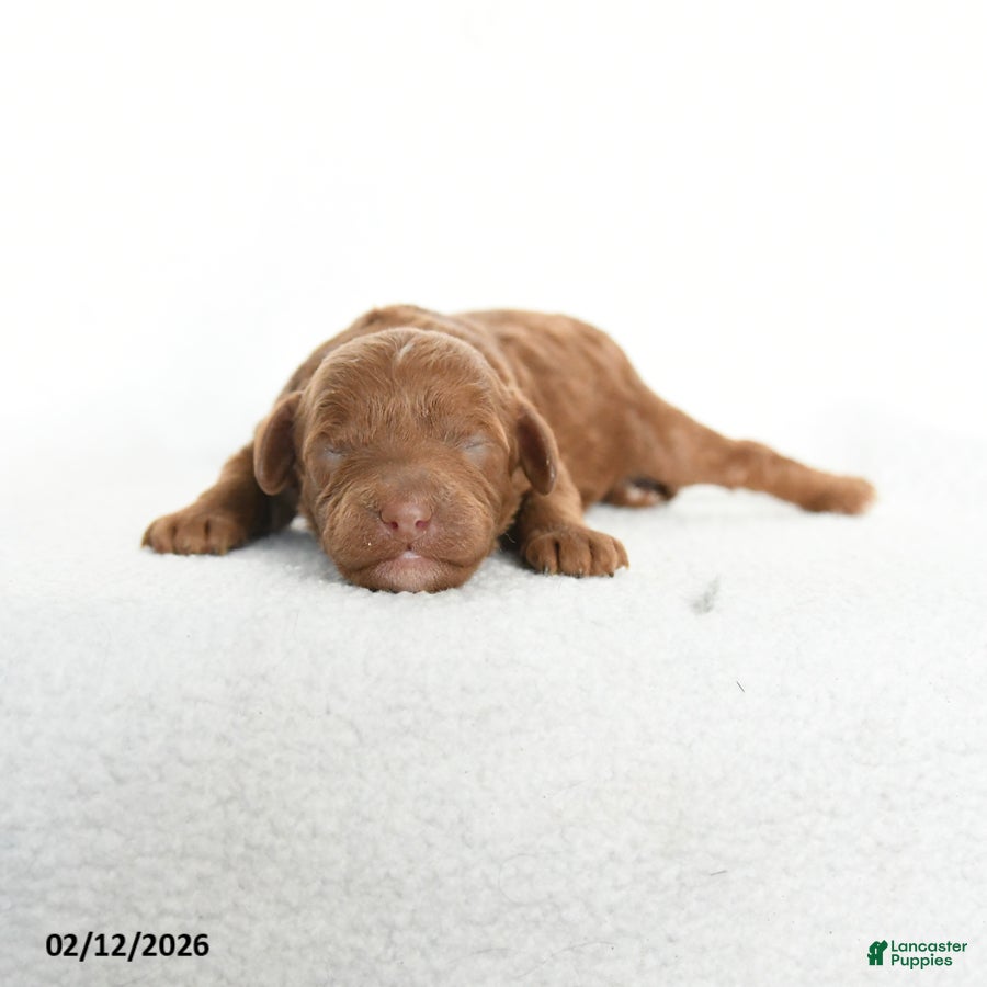 Cavapoo dogs Brynn - Ad 2