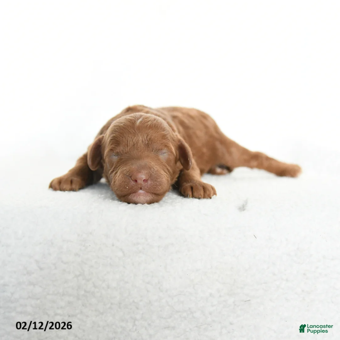 Cavapoo dogs for sale: Brynn - Ad 2