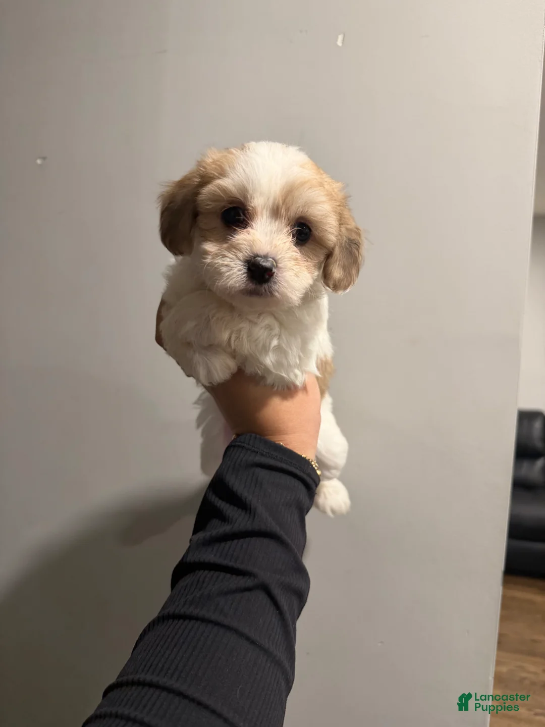 Shih Tzu dogs for sale: Canela - Ad 1