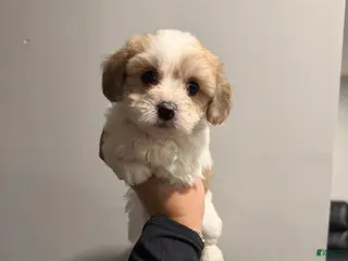 Shih Tzu dogs Canela - Ad 10