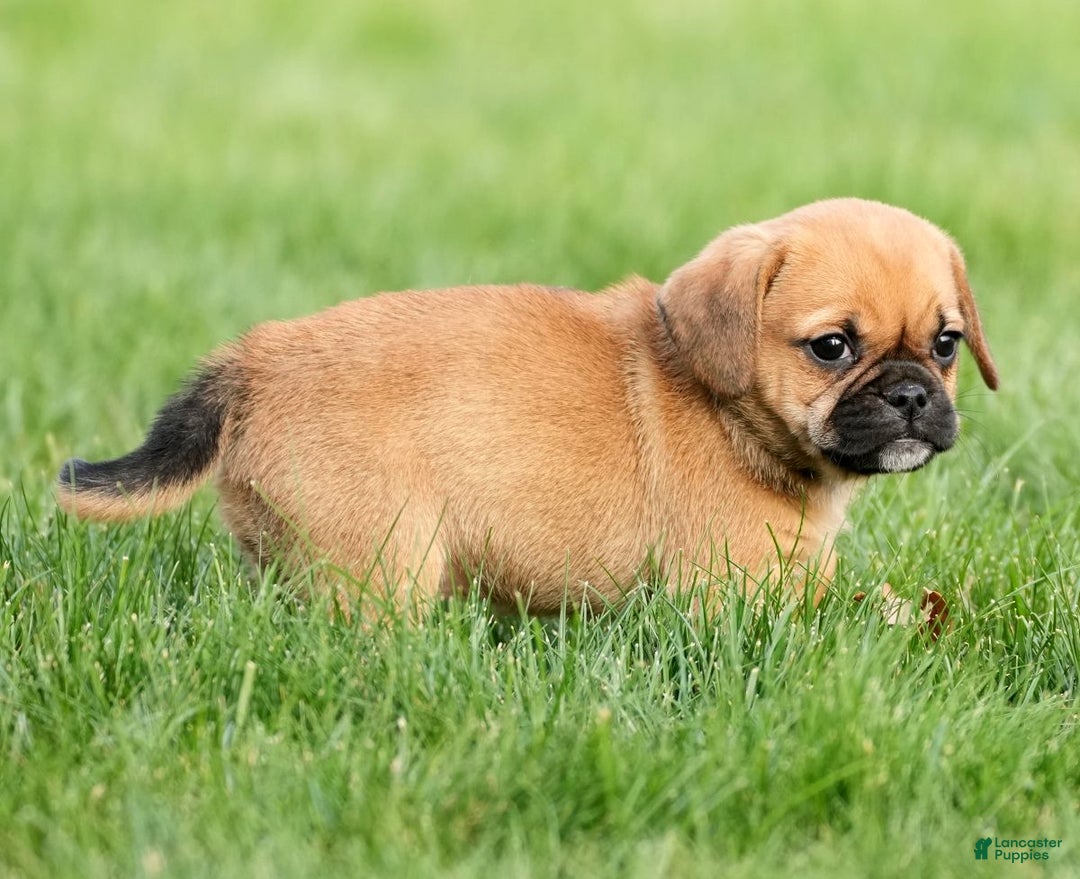 Puggle dogs for sale: Morgan - Ad 7