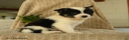 Pomsky dogs for sale: Boomer - Ad 1