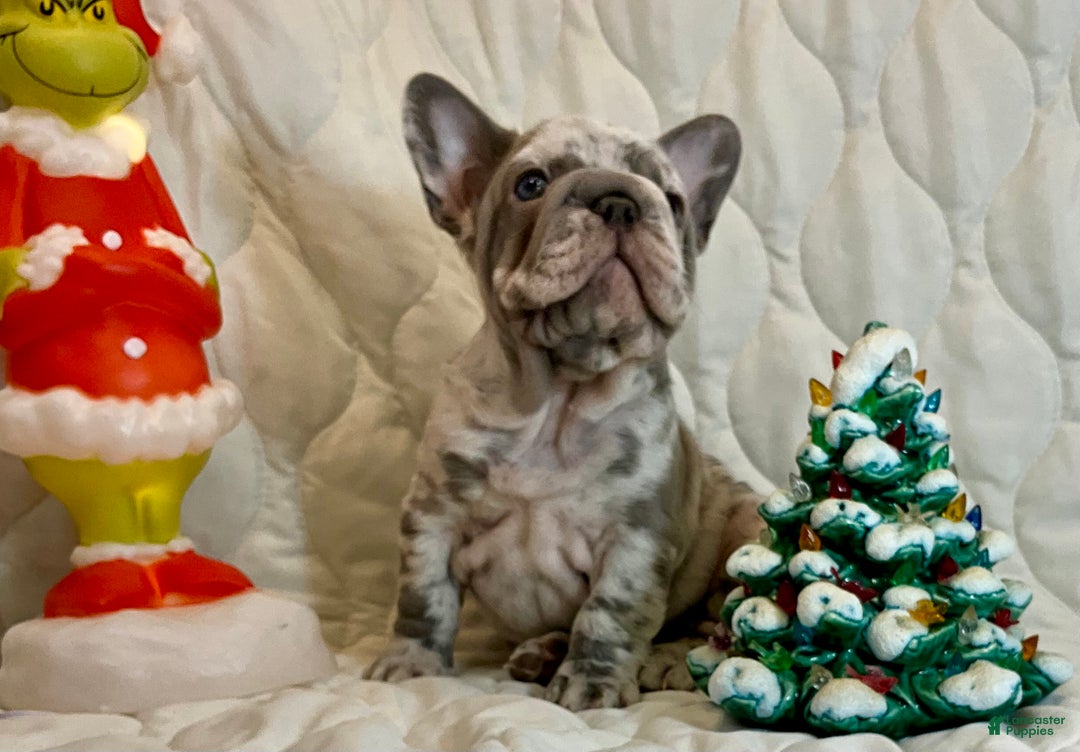 French Bulldog dogs for sale: Garmin - Ad 6