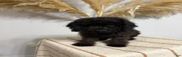 Mini Goldendoodle dogs for sale: Chocolate Boy - Ad 5