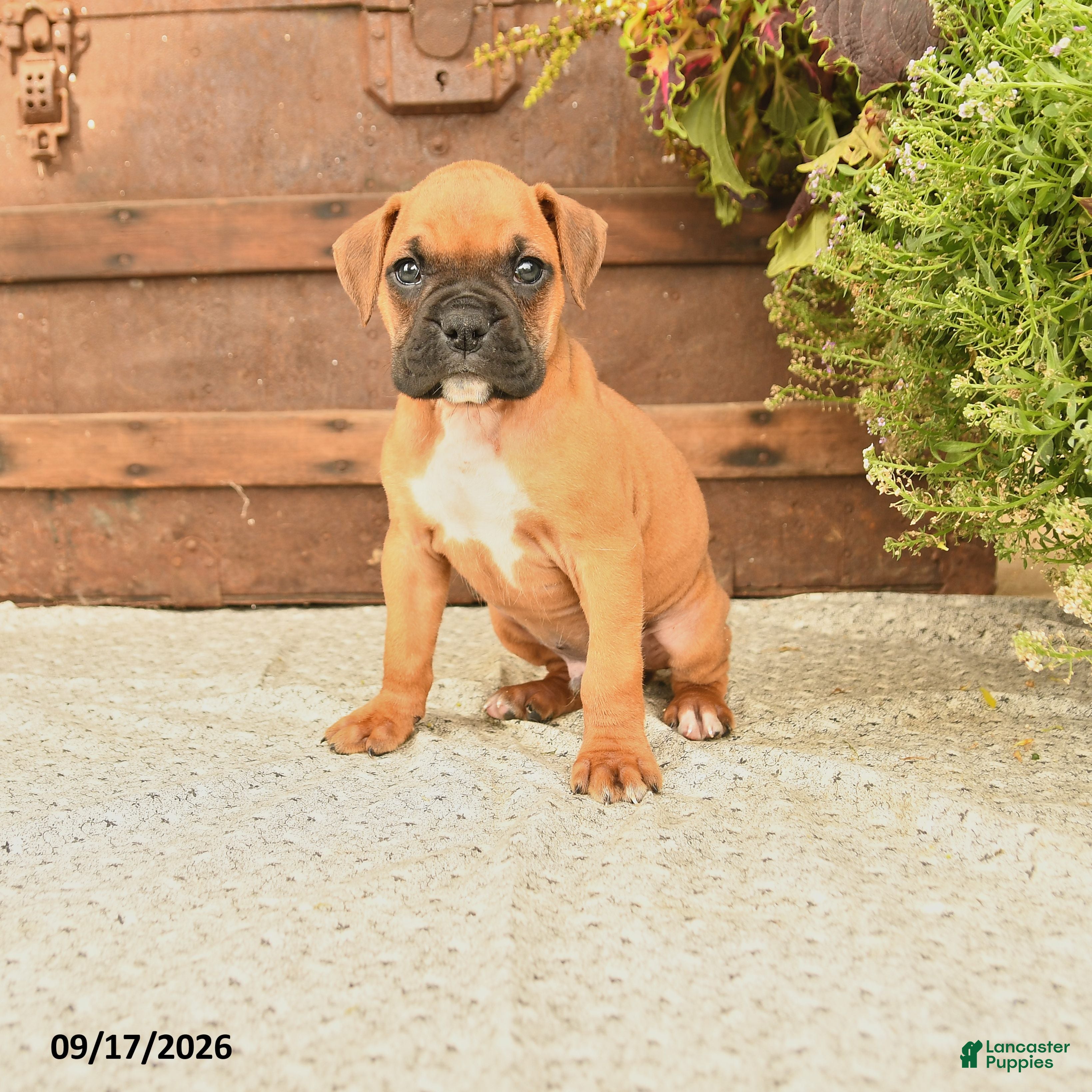 Boxer dogs Baxter - Ad 1