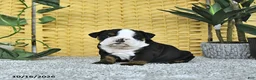English Bulldog dogs for sale: Annie - Ad 4