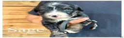 Bernedoodle dogs for sale: Sage- Standard F1 - Ad 4