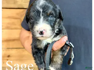 Bernedoodle dogs Sage- Standard F1 - Ad 25