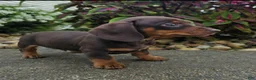 Dachshund dogs for sale: Rock - Ad 3