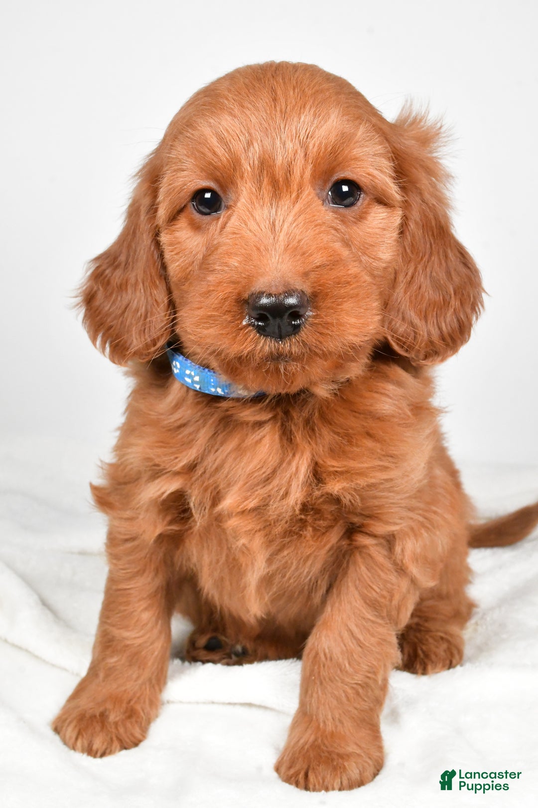 Goldendoodle dogs for sale: Pete-medium size  - Ad 5