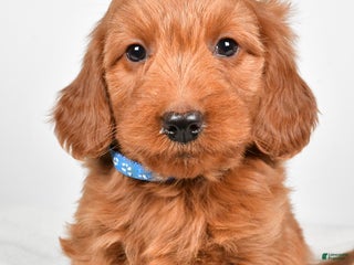 Goldendoodle dogs Pete-medium size - Ad 18