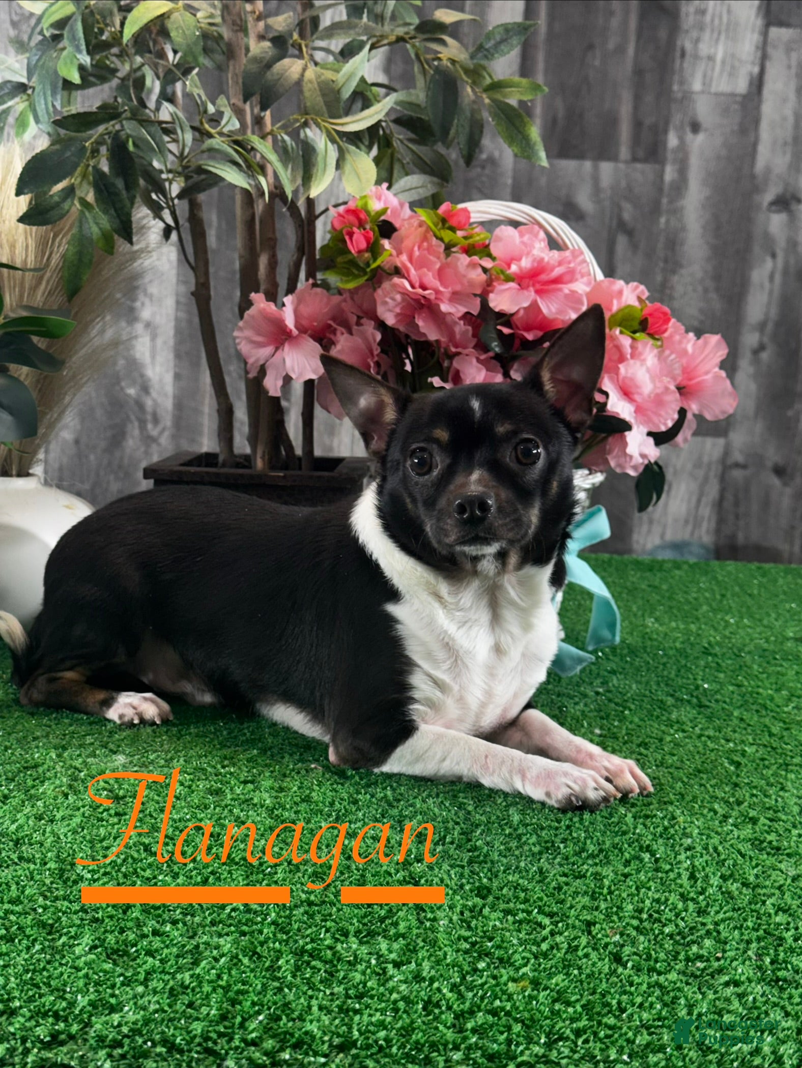 Chihuahua dogs Flanagan  - Ad 34