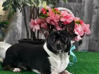 Chihuahua dogs Flanagan - Ad 40