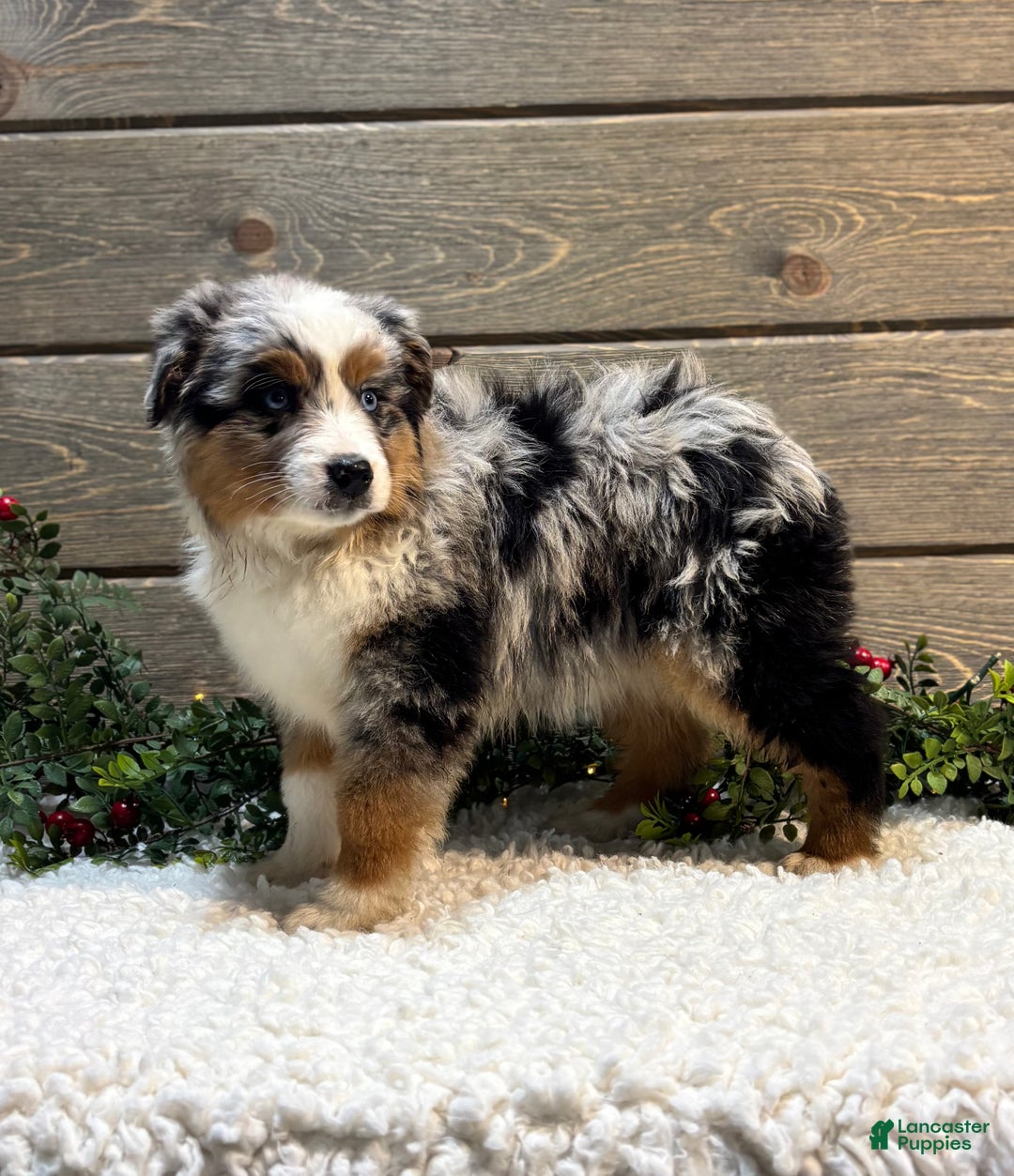 Australian Shepherd dogs for sale: Faith - Ad 4