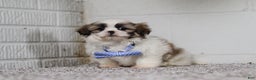 Shih Tzu dogs for sale: Milo - Ad 4