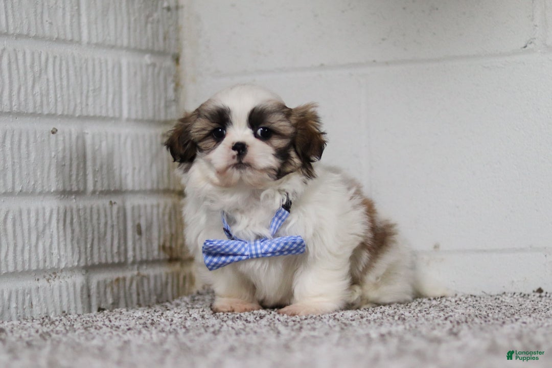 Shih Tzu dogs for sale: Milo - Ad 4