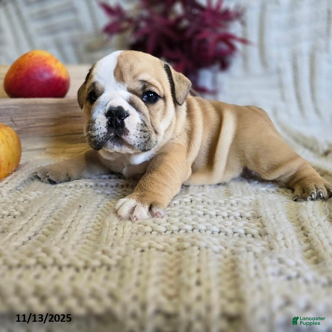 English Bulldog dogs for sale: Bear - Ad 12