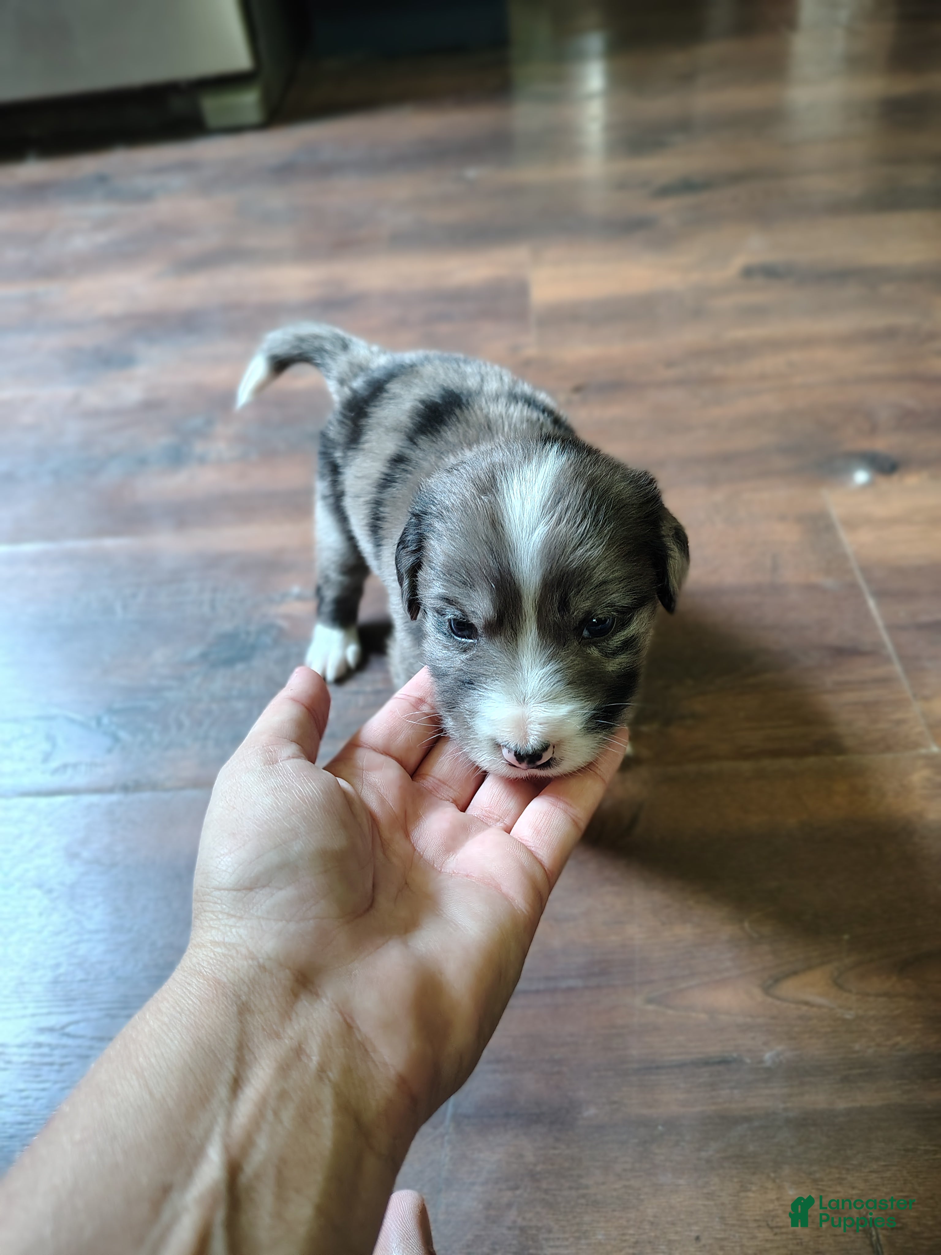 Australian Shepherd dogs Tater tot/male Australian Shepherd  - Ad 2