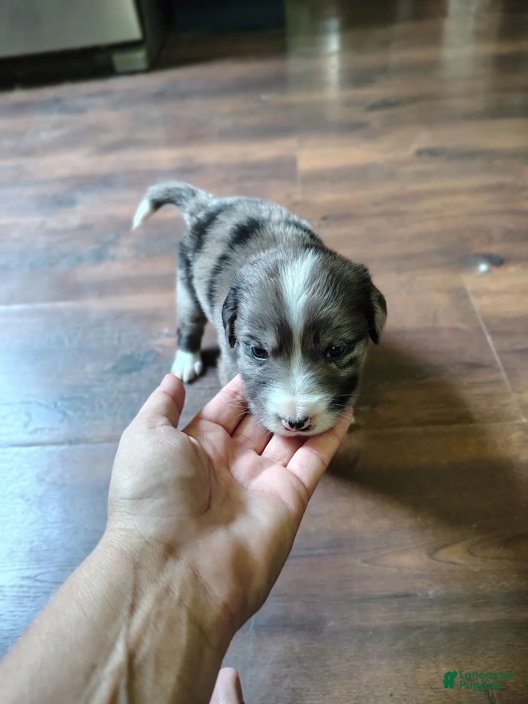 Australian Shepherd dogs for sale: Tater tot/male Australian Shepherd  - Ad 2