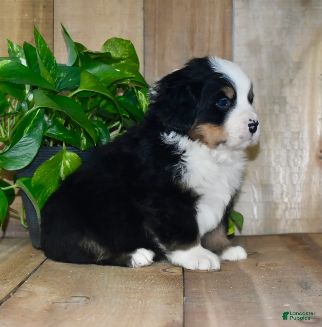 Bernese Mountain Dog dogs for sale: Ollie - Ad 5