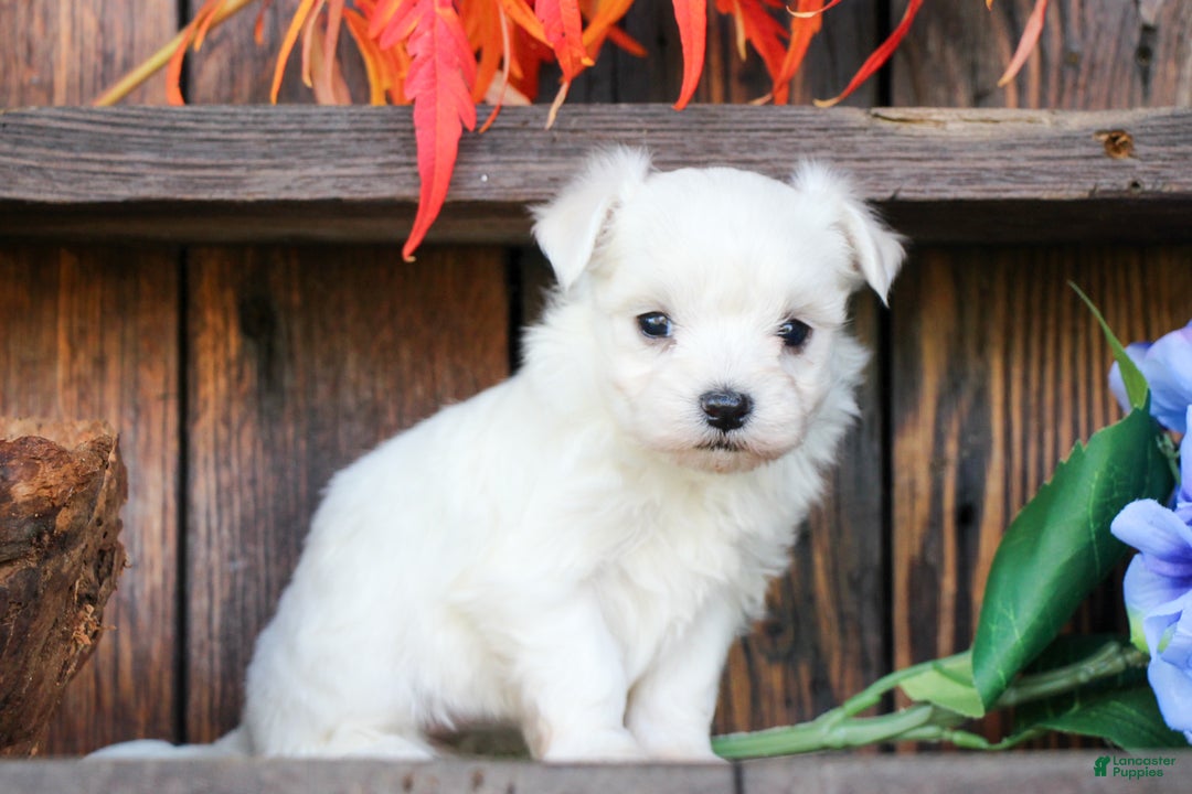 Maltese dogs for sale: Roxanne - Ad 1