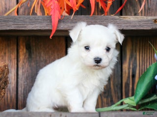 Maltese dogs Roxanne - Ad 10