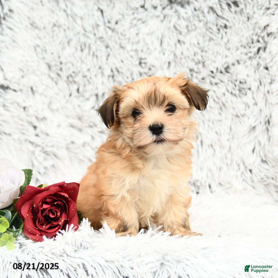 Shih Tzu Newborn Morkie Dog Breed Toy Morkie Puppies For Sale