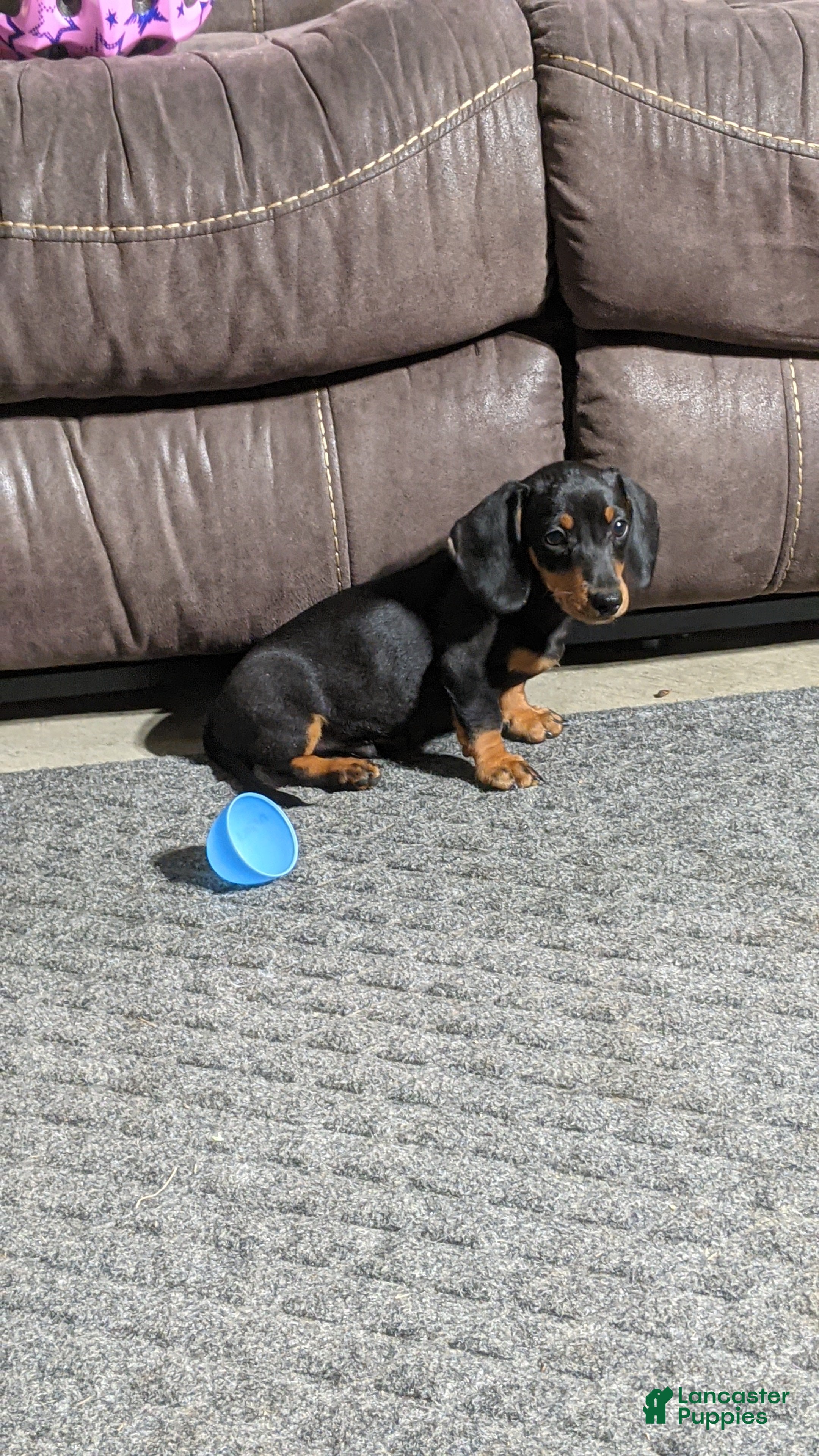 Miniature Dachshund dogs Freddie  - Ad 2