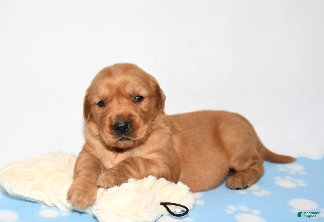 Golden Retriever dogs for sale: Aspy - Ad 2