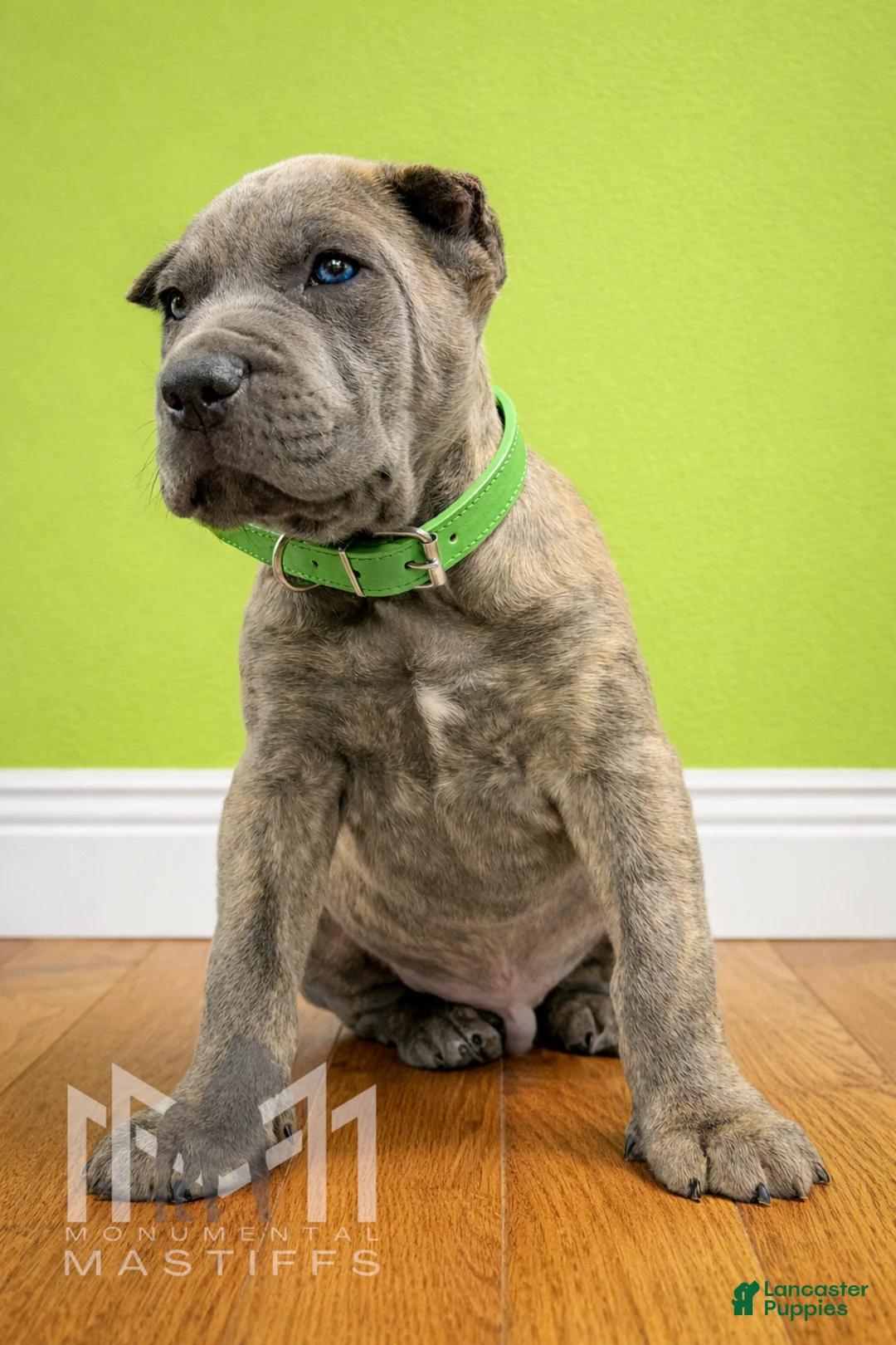 Mixed Breed dogs for sale: Lime Collar Male - Ad 1