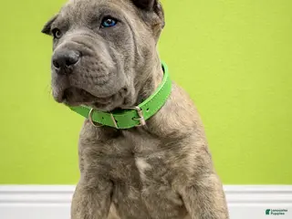 Mixed Breed dogs Lime Collar Male - Ad 9