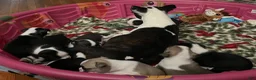 Boston Terrier dogs for sale: Boston Terrier 6 - Franklin - Ad 7