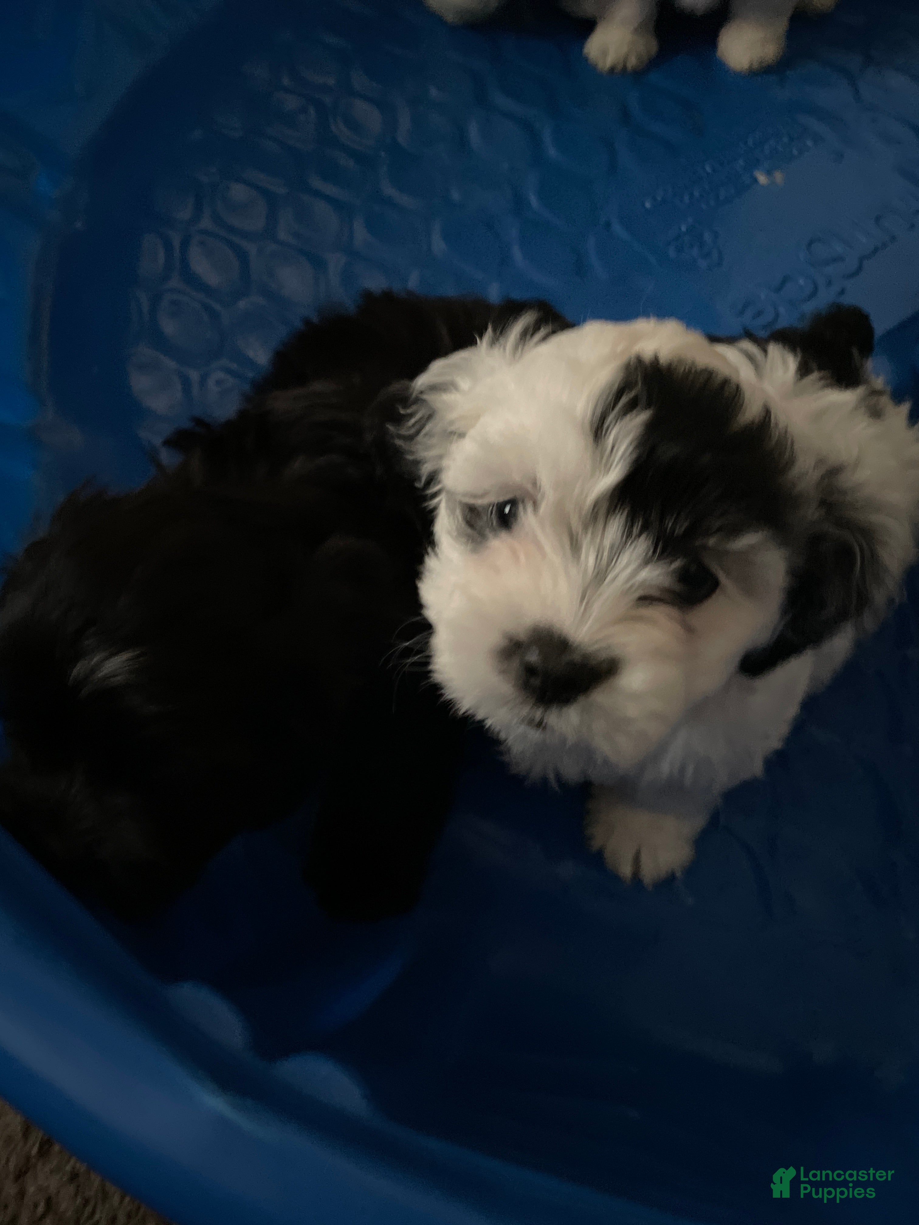 Morkie dogs Morkie Puppy 1 - Ad 4