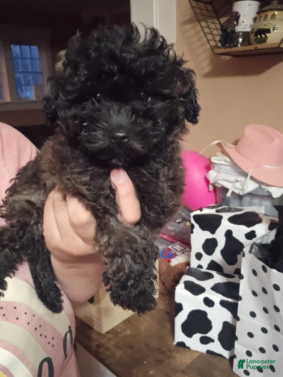 Toy Poodle dogs for sale: Toy Poodle 1 - Ad 2