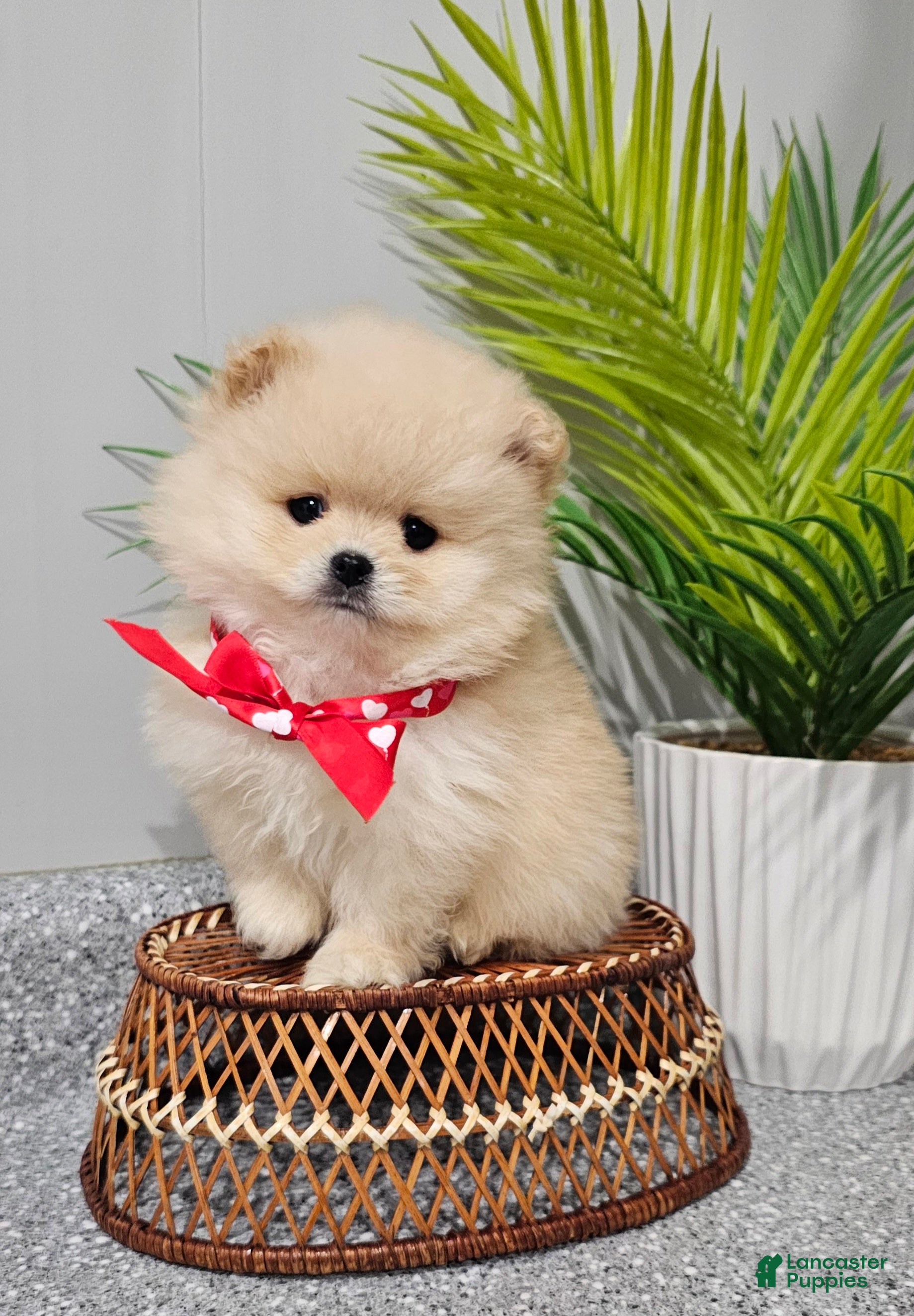 Pomeranian dogs Bubbles - Ad 10