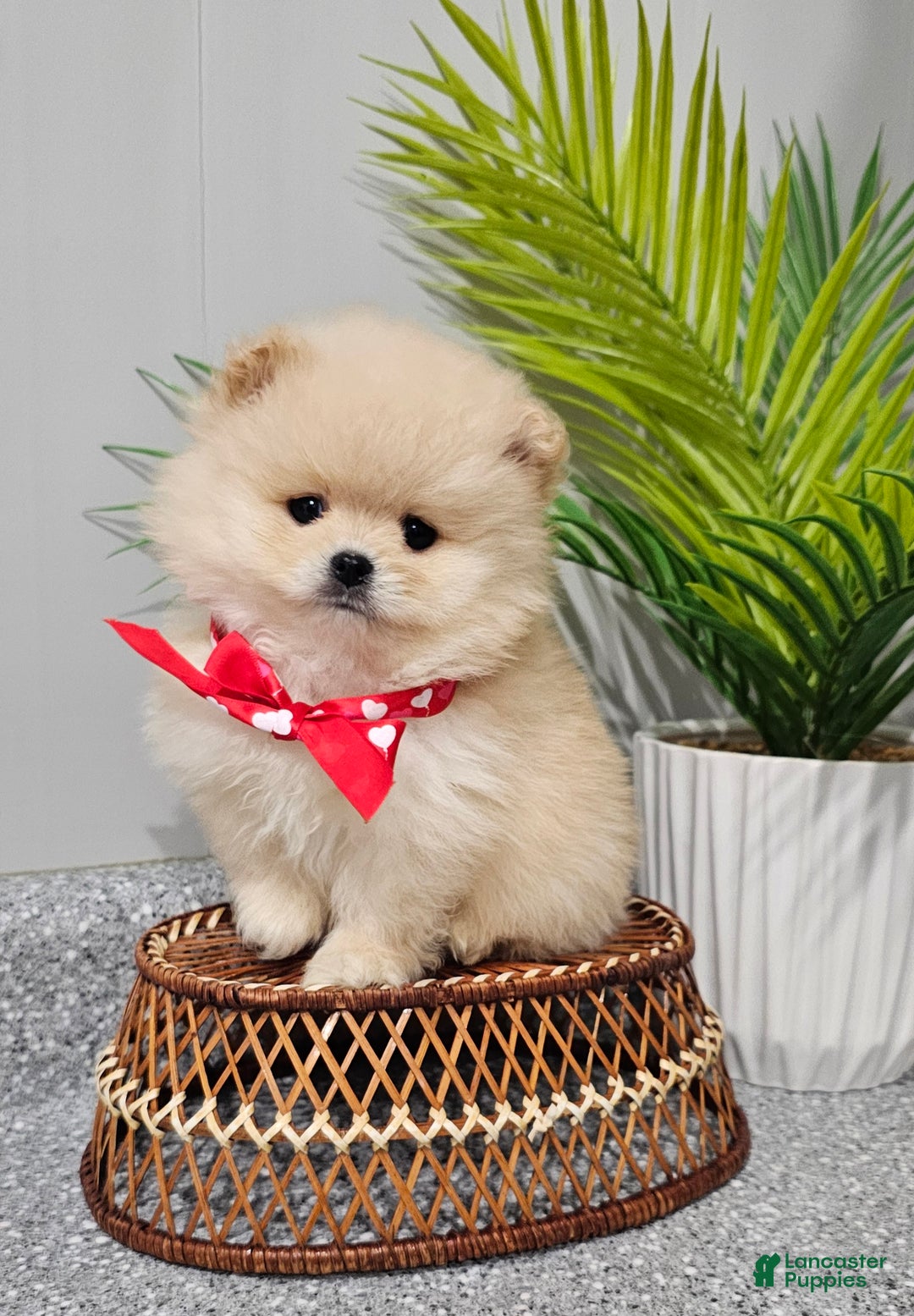 Pomeranian dogs for sale: Bubbles - Ad 1
