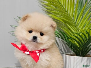 Pomeranian dogs Bubbles - Ad 10