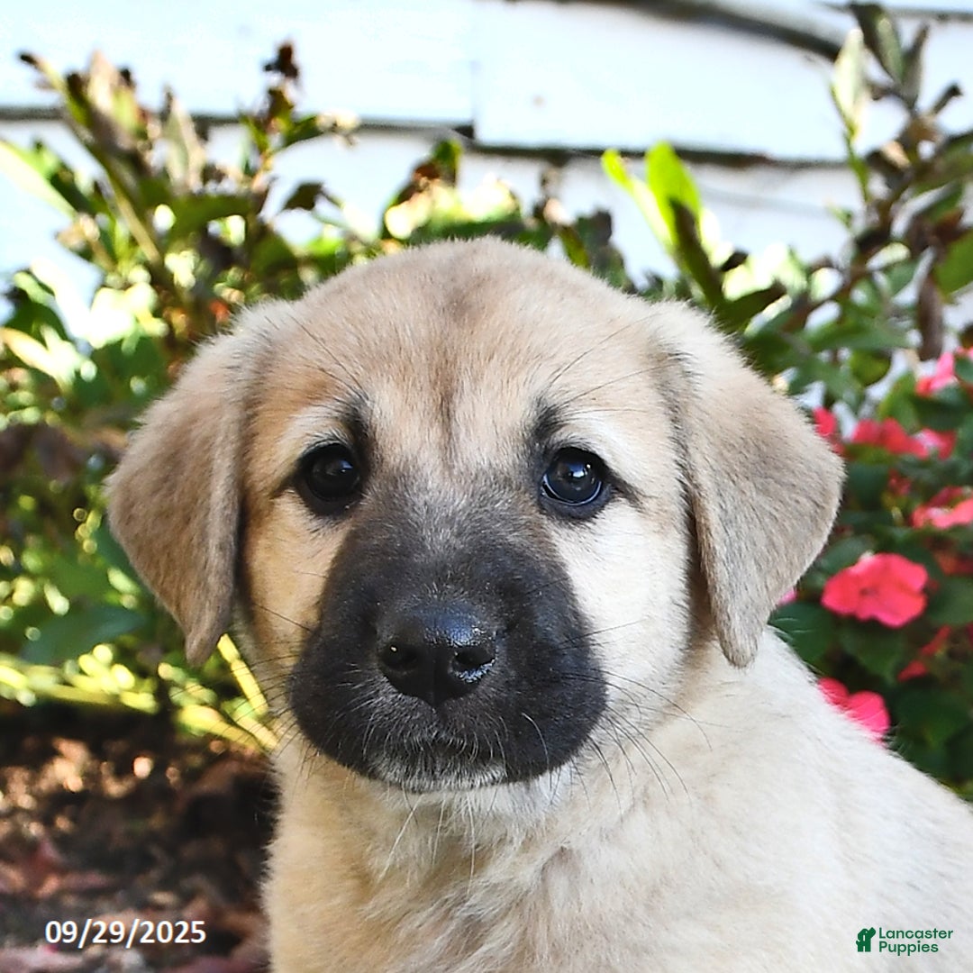 Dog Breed Anatolian Shepherd And Lab Mix Kangal Dogs Anatolian