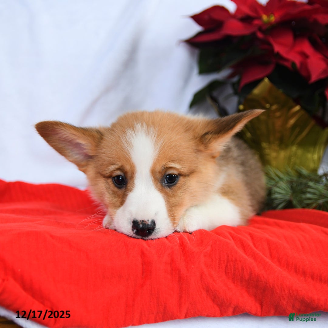 Welsh Corgi Pembroke dogs for sale: Rex - Ad 2