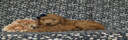 Miniature Poodle dogs for sale: Shiloh - Ad 4